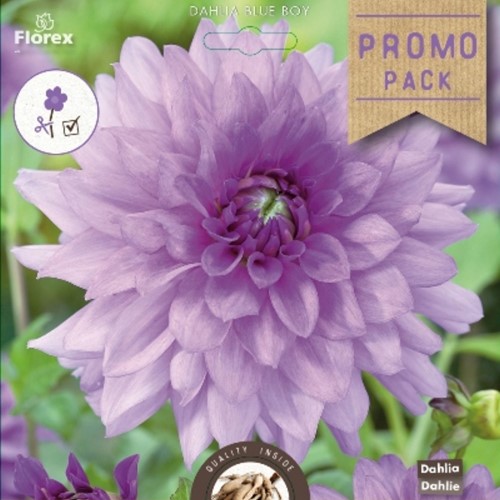 Schmunckdahlie Blue Boy - Dahlia