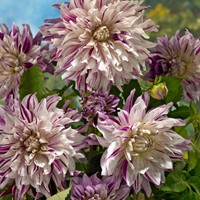 Dahlia Bristol Stripe