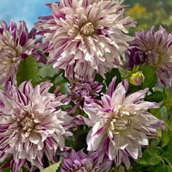 Dahlia Bristol Stripe