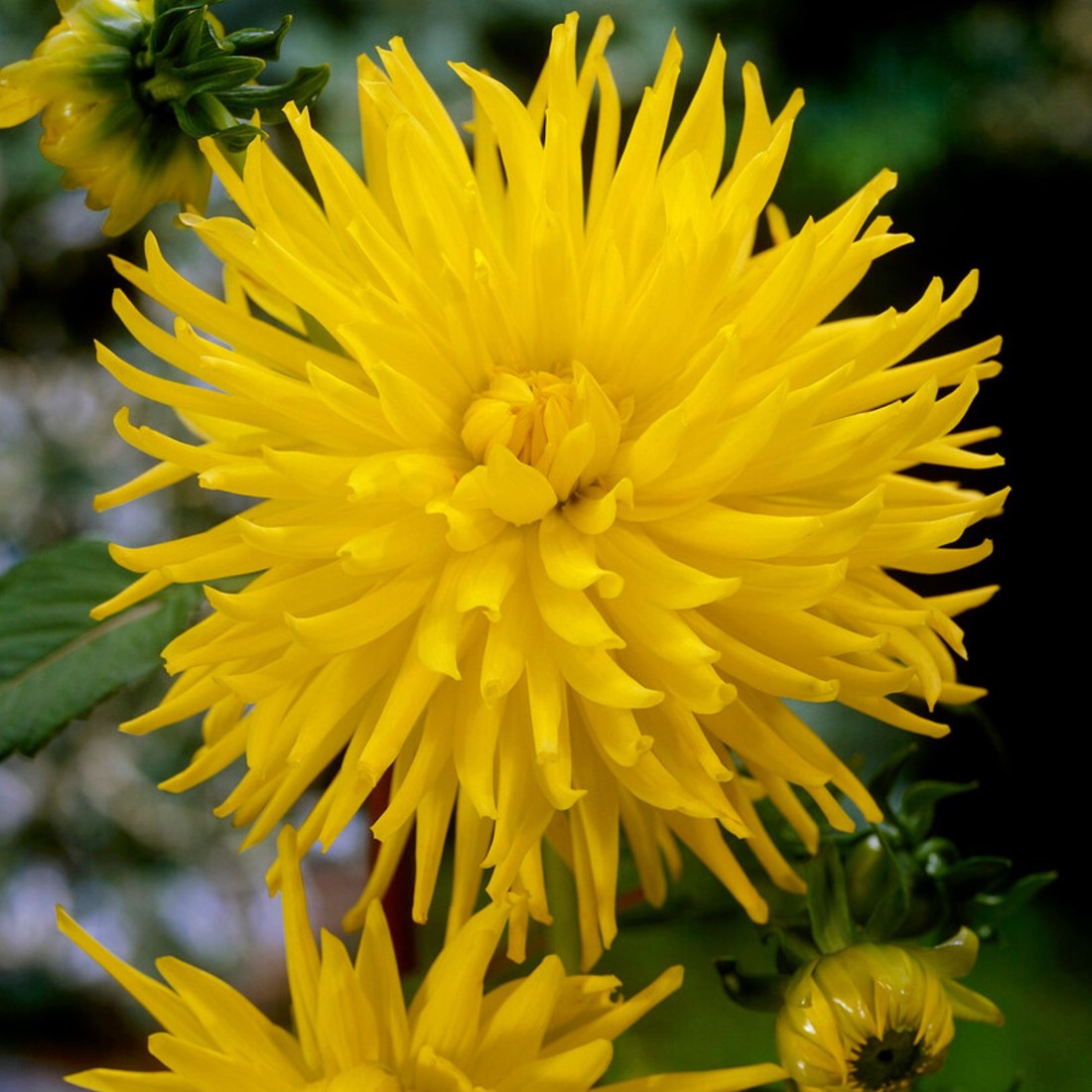 Kaktusdahlie Kennemerland kaufen? Schnelle Lieferung und gnstige Preise  bei Blumenzwiebelnversand.de