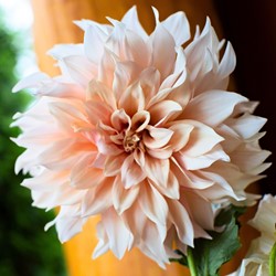 Dahlien Dinnerplate Café au Lait