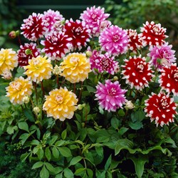 Dahlien Catalina Mischung
