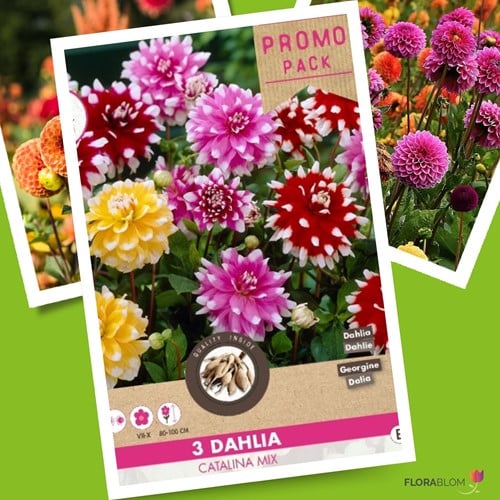 Dahlien Catalina Mischung