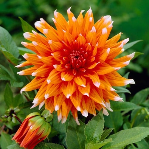 Dahlia Color Spectacle - Dahlien
