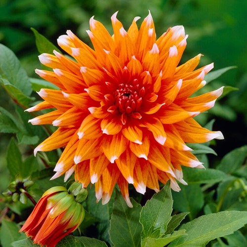 Dahlia Color Spectacle