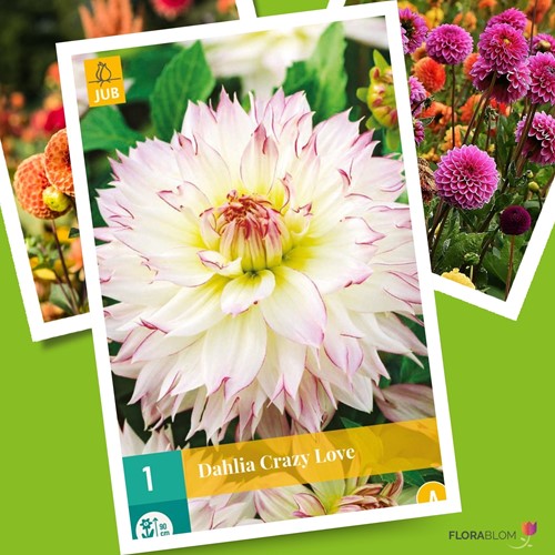 Dahlia Crazy Love - Dahlien