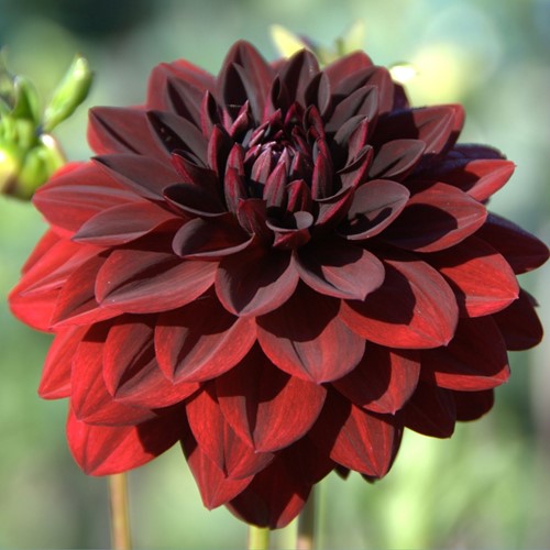 Schmuckdahlie Arabian Night - Dahlia