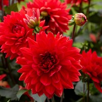 Schmuckdahlie Garden Wonder