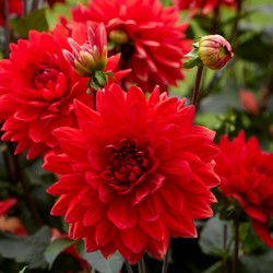 Schmuckdahlie Garden Wonder