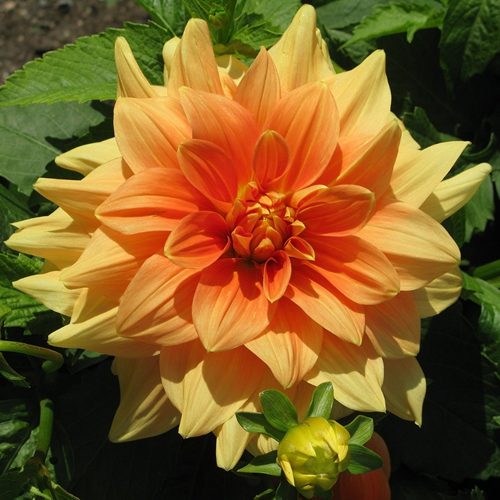 Schmuckdahlie Orange