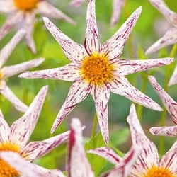 Dahlien Zwiebeln Winterhart - Farbenfrohe Gartenblumen Mehrjährig