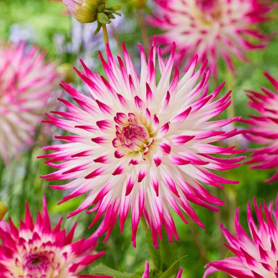 Kaktusdahlie Dutch Explosion kaufen? Schnelle Lieferung und gnstige Preise  bei Blumenzwiebelnversand.de