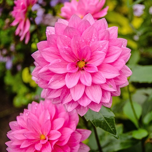 Dahlia Fascination - Dahlien