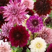 Dahlien Fernanda Mischung