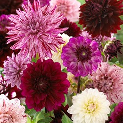 Dahlien Fernanda Mischung