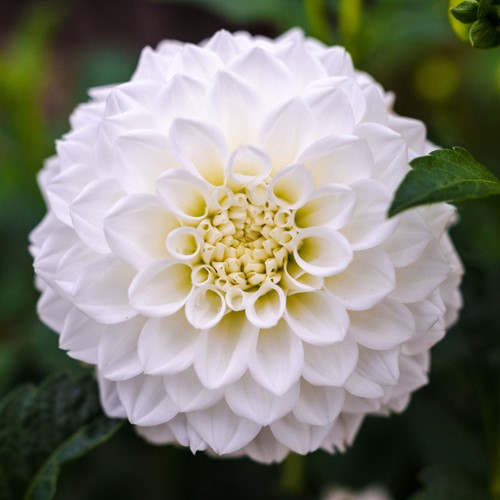 Dahlie Dinnerplate Fleurel