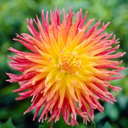 Dahlia Fringed Star - Dahlia decoratief