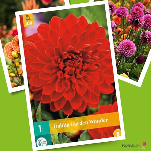 Schmuckdahlie Garden Wonder