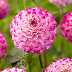 Dahlia Genova – Schmuckdahlie