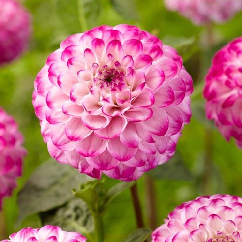 Dahlia Genova – Dahlia decoratief