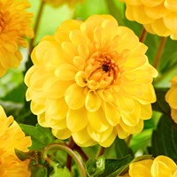 Dahlien Pompon Gelb