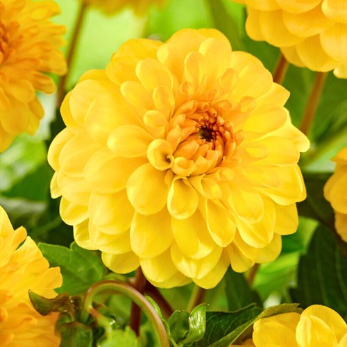 Dahlien Pompon Gelb