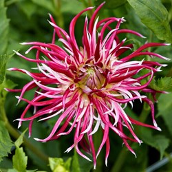 Dahlien Hollyhill Spiderwoman - Dahlia cactus