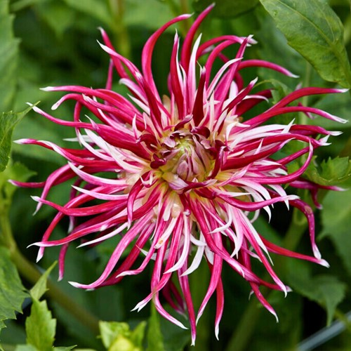Dahlien Hollyhill Spiderwoman - Dahlia cactus