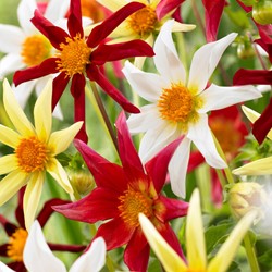 Dahlia Honka Mix - Dahlien
