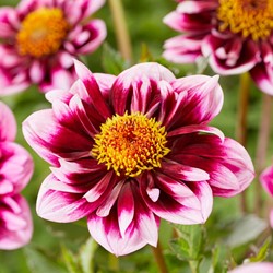 Dahlia Liquid Desire - Dahlien