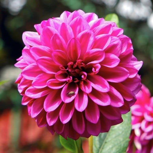 Dahlie Dekoratief Rosa