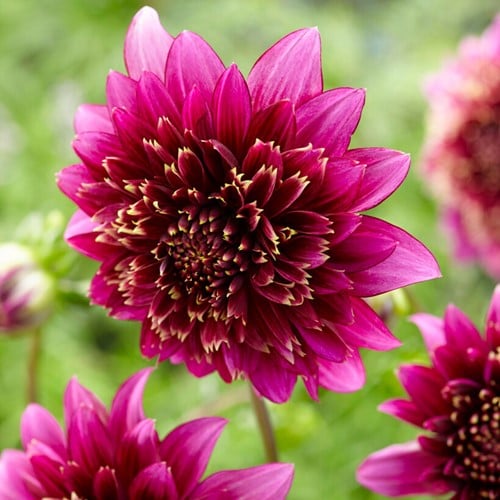 Dahlien Anemoneblumig Mambo