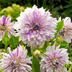 Dahlia Mom's Special - Dahlien