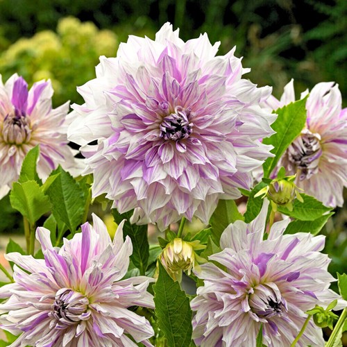 Dahlia Mom's Special - Dahlien