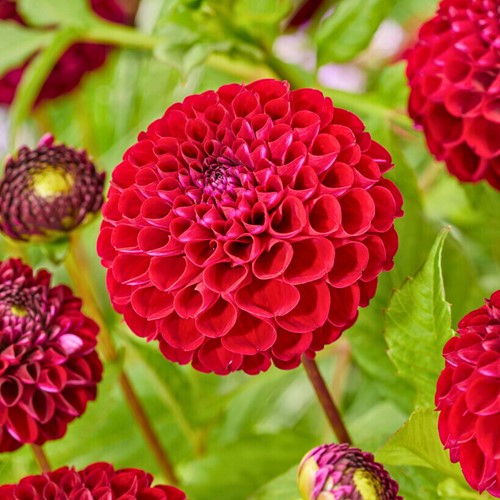 Dahlia Natal - Dahlien