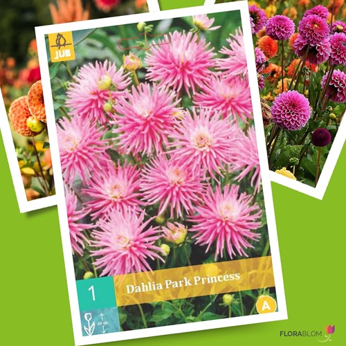 Dahlia Park Princess - Dahlien-2