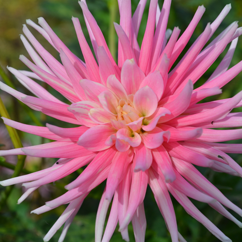 Dahlia Park Princess - Dahlien