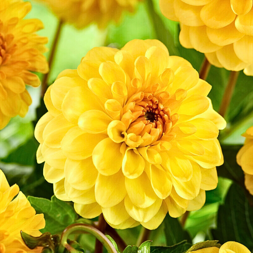 Dahlien Pompon Gelb