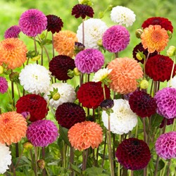 Dahlia Pompon Mix