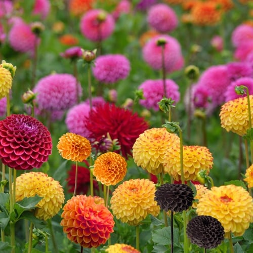 Dahlien Pompon Mischung - Dahlia pompon select mix