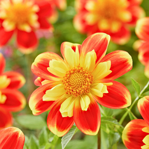 Dahlia Pooh - Dahlien