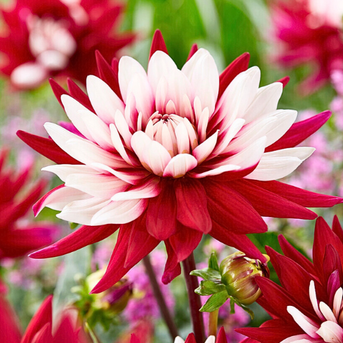 Schmuckdahlie Rebecca's world - Dahlia hortensis