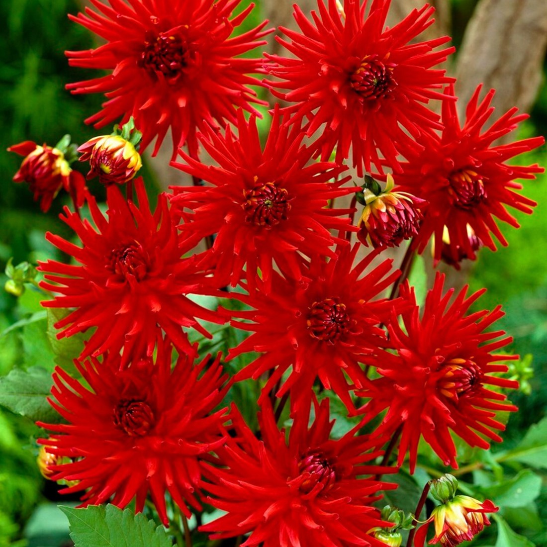 Dahlia Red Pigmy  Semi-Kaktus-Dahlie kaufen? Schnelle Lieferung und  gnstige Preise bei Blumenzwiebelnversand.de