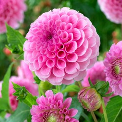 Dahlie Stolze von Berlin - Dahlia