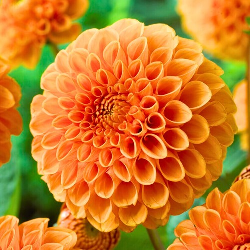 Dahlie Sylvia - Dahlia ball