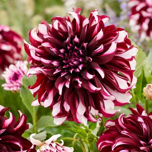 Dahlie Tartan - Dahlia dinnerplate