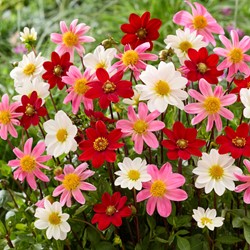 Dahlie Topmix Mix - Dahlia