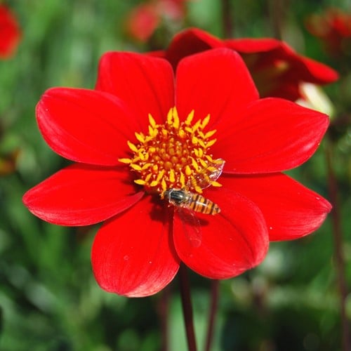 Dahlien Topmischung Rot