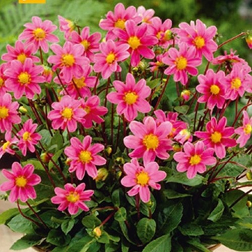 Dahlie Topmischung Rosa
