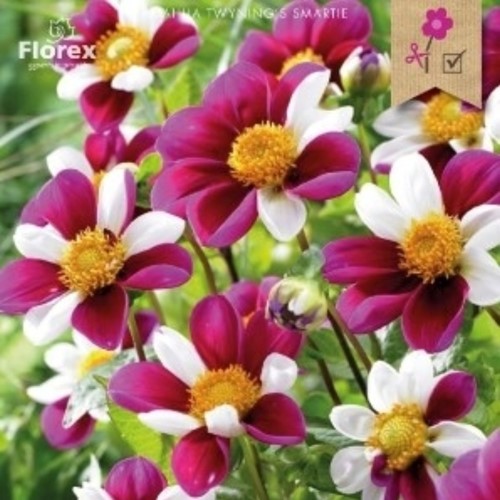 Dahlie Topmix Twyning's Smartie